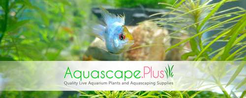 Aquascape Plus Store