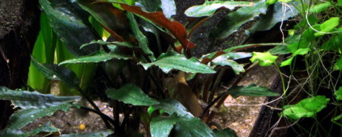 Cryptocoryne Beckettii Petchii
