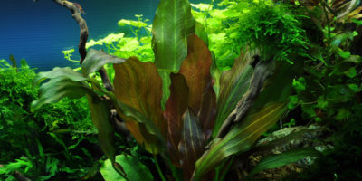Echinodorus Reni