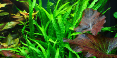 Microsorum Pteropus Narrow