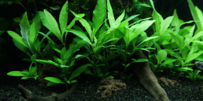 Hygrophila Siamensis 53B