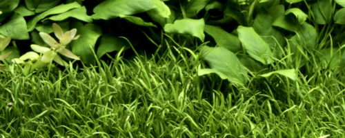 Lilaeopsis Brasiliensis