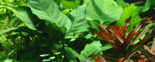 Anubias Barteri var. Caladiifolia