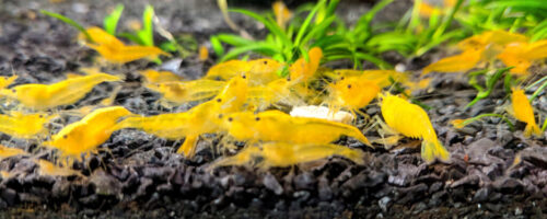 Yellow Neocaridina Ornamental Shrimp