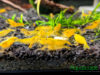 Yellow Neocaridina Ornamental Shrimp