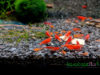 Painted Fire Red Neocaridina Shrimp