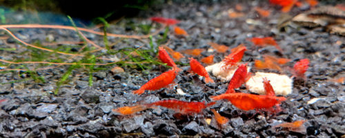 Painted Fire Red Neocaridina Shrimp