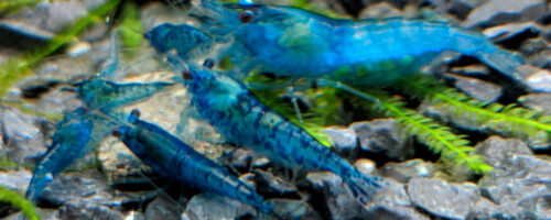 Blue Neocaridina Shrimp